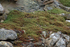 Crassula moschata