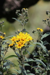 Aldama buddlejiformis
