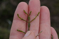 Korthalsella clavata