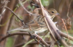 Emberiza spodocephala
