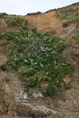 Anisotome lyallii