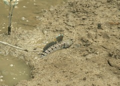 Boleophthalmus boddarti