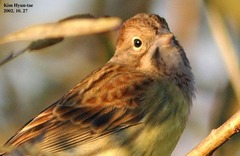 Emberiza rutila