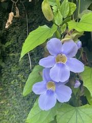 Thunbergia laurifolia image