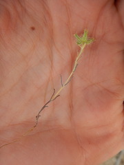Cryptantha echinella