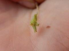 Cryptantha echinella