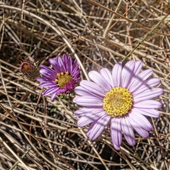 Athrixia arachnoidea