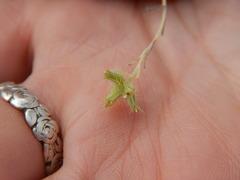 Cryptantha echinella