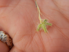 Cryptantha echinella