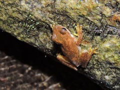 Ptychohyla euthysanota