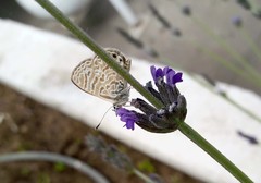 Leptotes trigemmatus