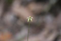 Caladenia atradenia