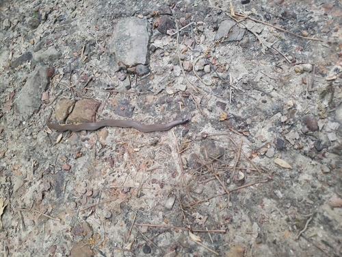 Smooth Earthsnake photographed in Alabama