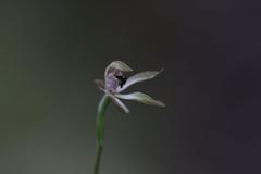 Caladenia atradenia