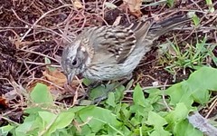 Zonotrichia capensis