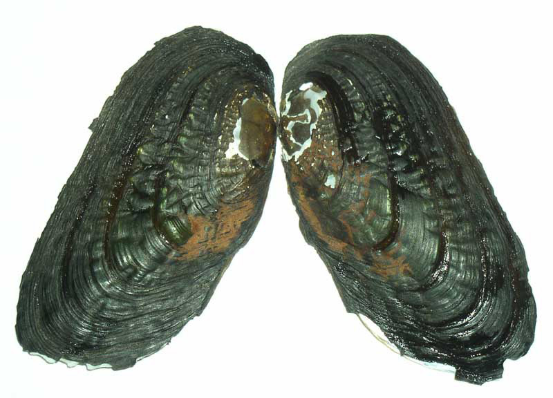 Echyridella aucklandica