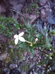 Bouvardia longiflora