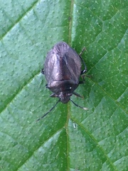 Antiteuchus tripterus