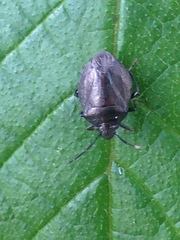 Antiteuchus tripterus