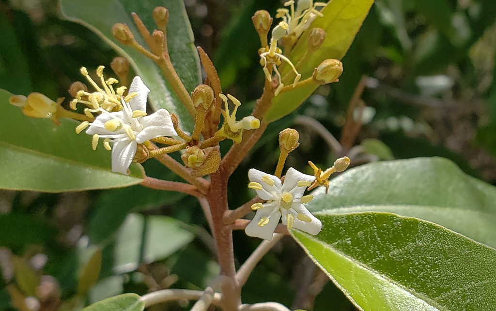 Jamaican caper from Hellshire Point, Hellshire, Jamaica on March 25 ...