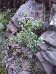 Bouvardia longiflora