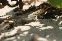 Sceloporus cozumelae