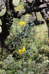 Aldama buddlejiformis