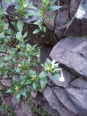 Bouvardia longiflora