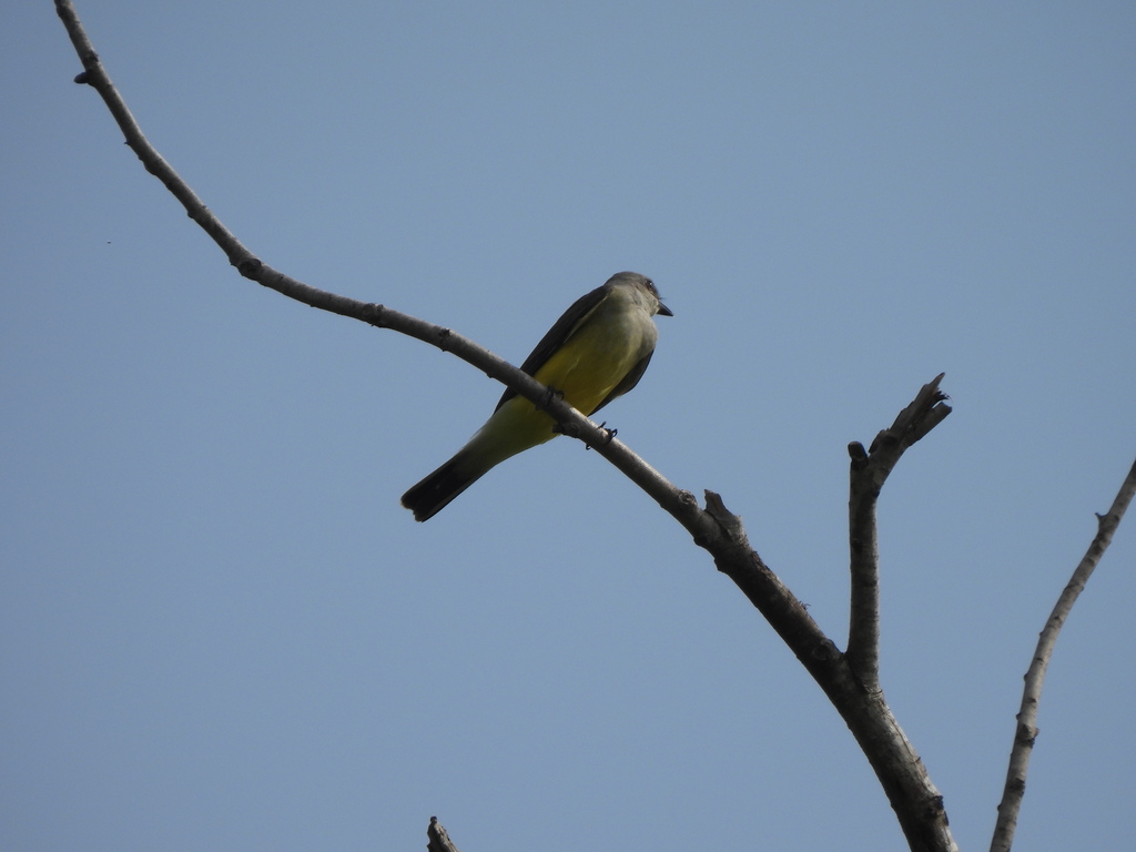 western-kingbird-from-calallen-corpus-christi-tx-usa-on-april-15