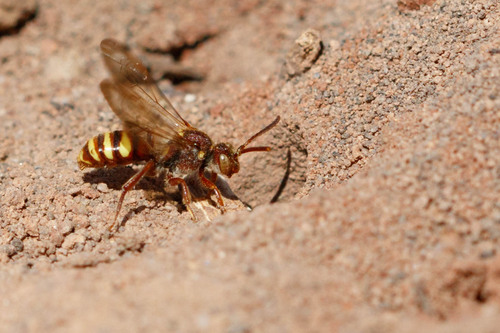Nomada imbricata