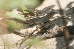 Sceloporus cozumelae