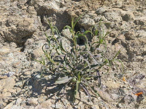 Bristly Jewelflower foliage