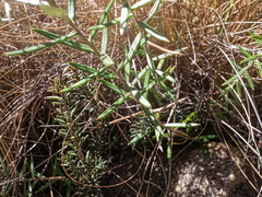 Athrixia arachnoidea