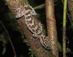 Cyrtodactylus baluensis