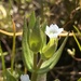 Gratiola ebracteata - Photo (c) Jordan Collins,  זכויות יוצרים חלקיות (CC BY-NC), הועלה על ידי Jordan Collins