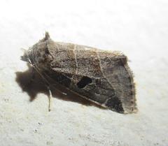 Plagiomimicus pityochromus