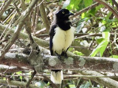 Black-Chested Jay photo 2