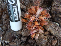 Aphyllon corymbosum