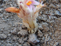 Aphyllon corymbosum