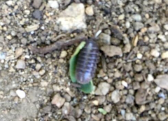 Armadillidium vulgare