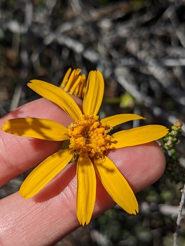 gander's ragwort (Packera ganderi)