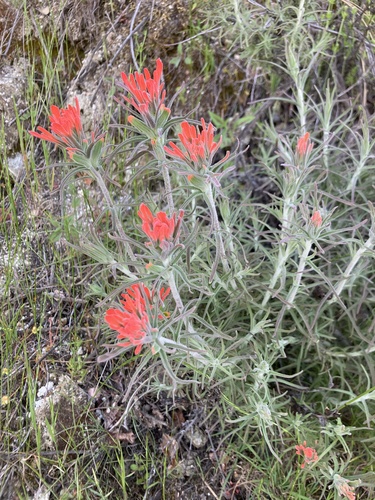 Texas Indian Paintbrush foliage