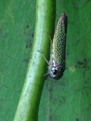 Macugonalia cavifrons