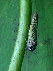 Macugonalia cavifrons