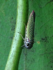 Macugonalia cavifrons