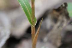 Pterostylis cardiostigma