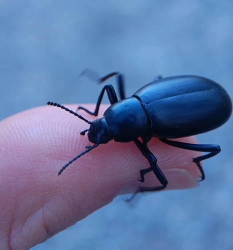 Eleodes longicollis photo 5