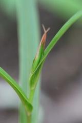 Pterostylis cardiostigma