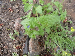 Veronica argute-serrata