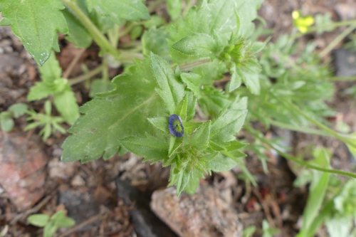 Image of Veronica argute by (c) botanygirl, some rights reserved (CC BY)